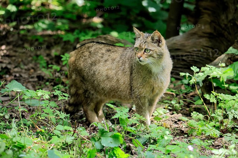 European wildcat (Felis silvestris), adult, in the forest, foraging, vigilant, Hesse, Germany, Europe, captive