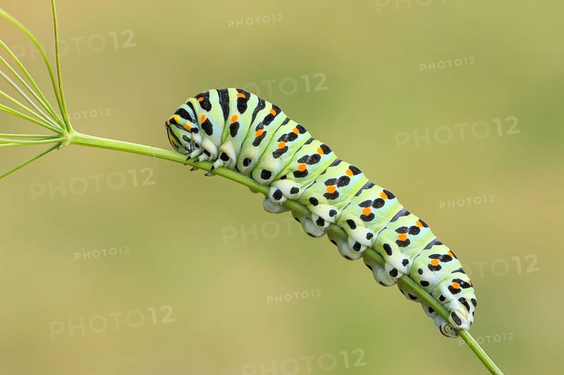 Swallowtail caterpillar (Papilio machaon), caterpillar sitting on Wild carrot (Daucus carota), Trupbacher Heide nature reserve with heathland and nutrient-poor grassland, Siegerland, North Rhine-Westphalia, Germany
