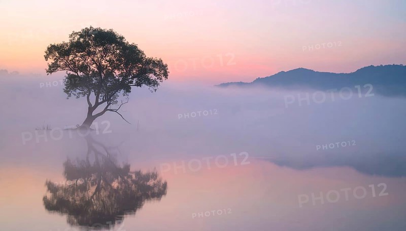 Lone single tree reflected in the still waters of a foggy lake at sunrise, AI generated