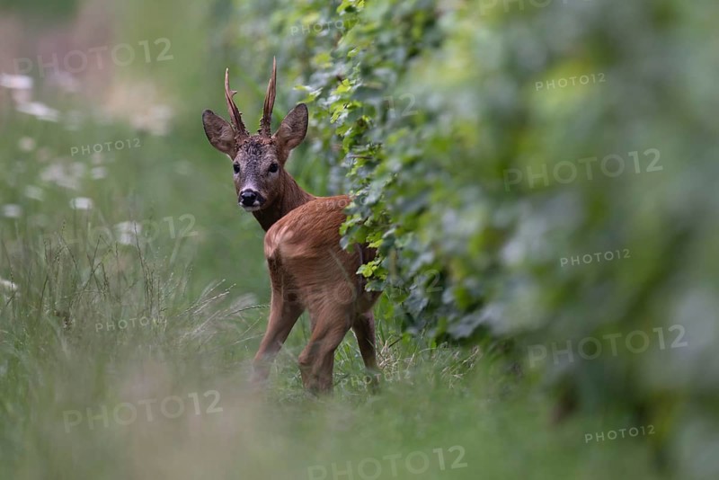 Roebuck in the rut, Biburg leaf time, Eifel Rhineland-Palatinate, Germany