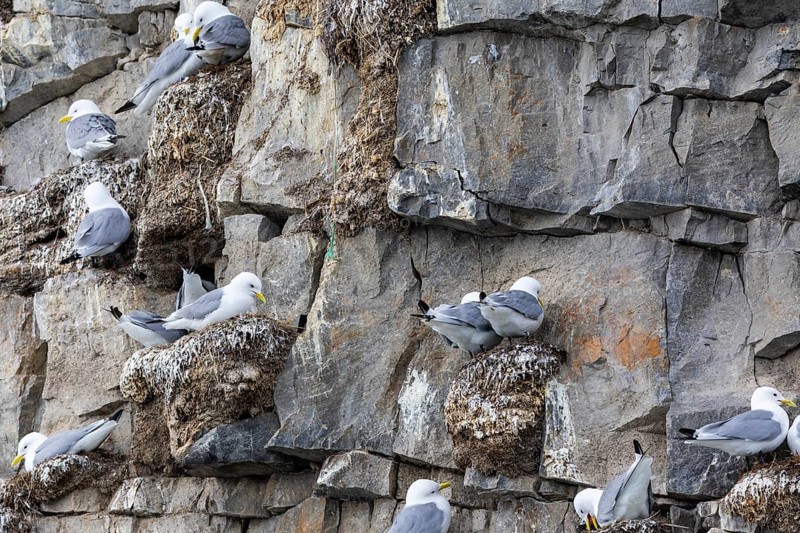 Group of kittiwakes (Rissa tridactyla) in a field wall, nesting sites, Mushamna, Spitsbergen, Svalbard