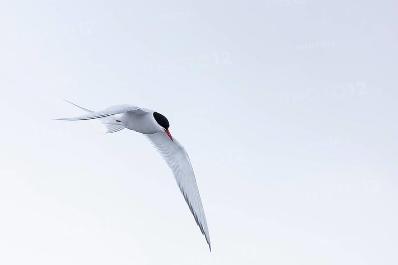Arctic Arctic Tern (Sterna paradisaea) in a shaking flight to catch fish, Terns (Sterninae), Muchinsonfjord, Spitsbergen, Svalbard