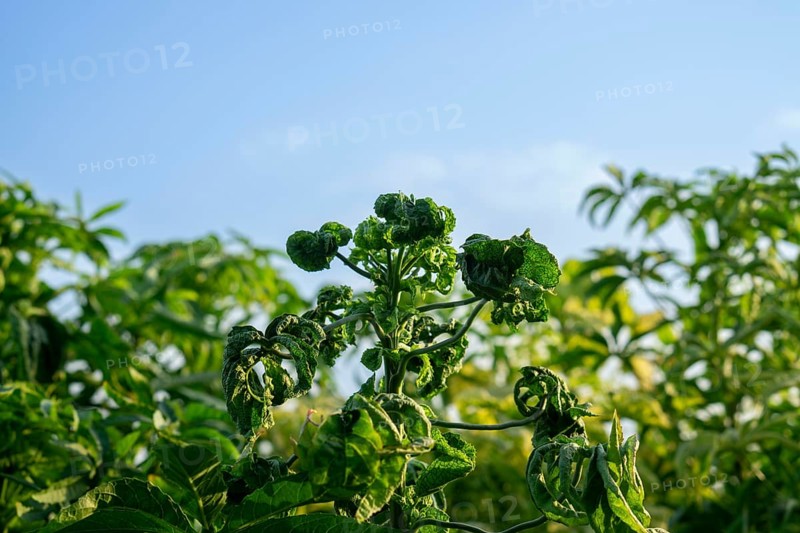 Jute tree plants with curled leaves under a clear blue sky in a sunny natural setting, Sreepur, Gazipur, Bangladesh