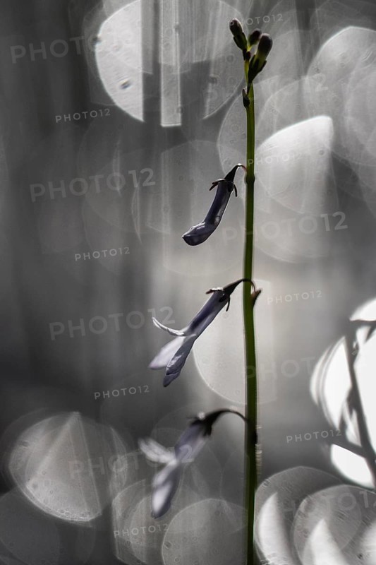 Water lobelia (Lobelia dortmanna), Emsland, Lower Saxony, Germany
