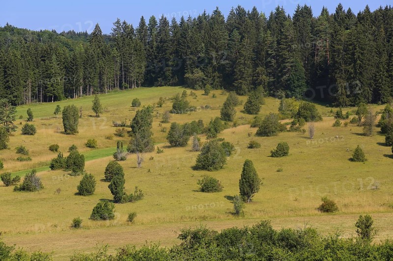 Landscape, nature, trees, meadow, juniper heath, Digelfeld near Hayingen, Swabian Alb, Baden-Württemberg, Germany