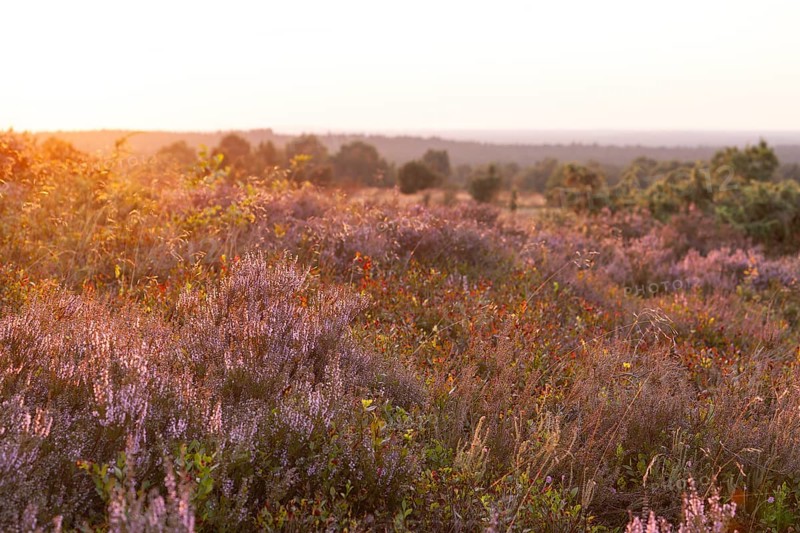 Beautiful sunset over the blooming heath on Wilseder Berg, Lüneburg Heath