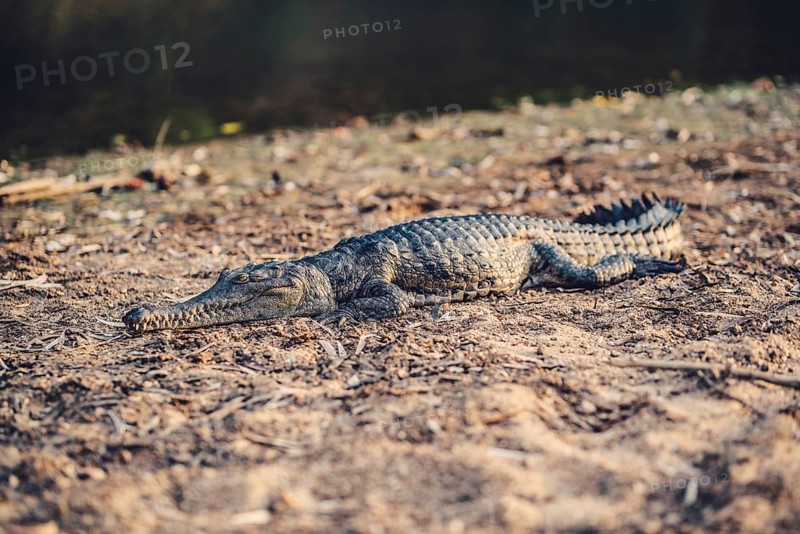 Special light atmosphere with crocodile in the outback in Windjana Gorge National Park in Australia