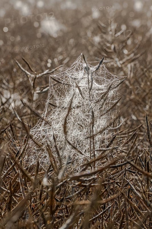 Spider webs with dewdrops on rape field in backlight, illuminated by morning sun, Liederbach, Dillendorf, Rhineland-Palatinate, Germany