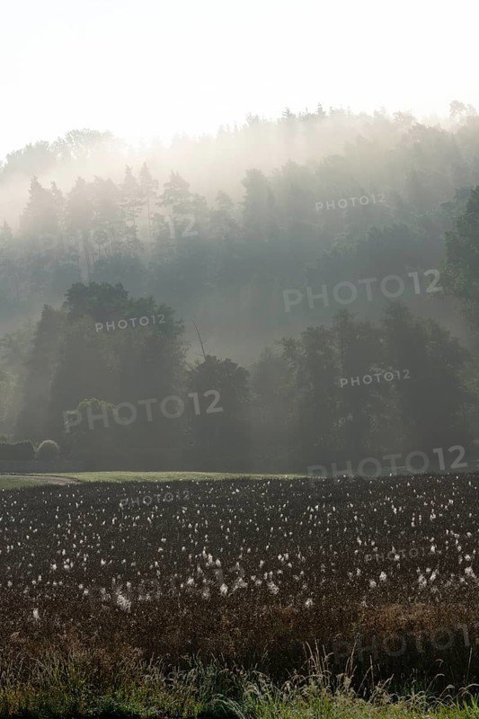 Spider webs with dewdrops on rape field in backlight, illuminated by sun through early morning fog behind mountain ridge with tree silhouettes, Liederbach, Dillendorf, Rhineland-Palatinate, Germany