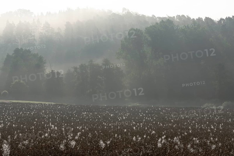 Spider webs with dewdrops on rape field in backlight, illuminated by sun through early morning fog behind mountain ridge with tree silhouettes, Liederbach, Dillendorf, Rhineland-Palatinate, Germany