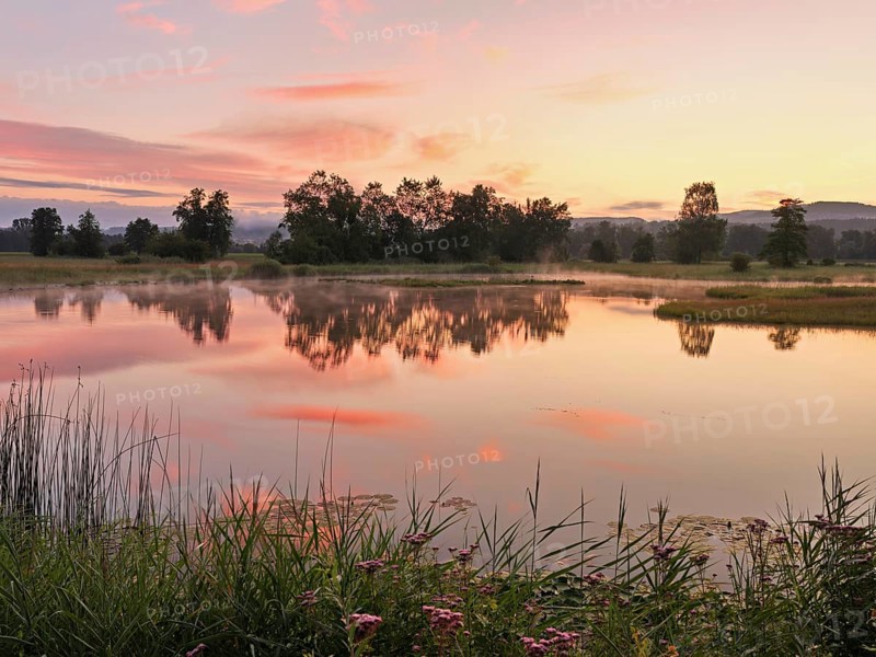 Morning atmosphere at a pond in the Schoren nature reserve, Mühlau, Freiamt, Canton Aargau, Switzerland