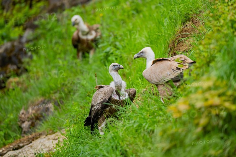 Eurasian griffon vulture (Gyps fulvus) on a meadow, Bavaria, Germany
