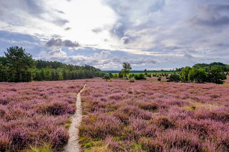 Ellerndorfer Heide, broom heather blossom, Südheide, Lüneburg Heath, near Eimke, Lower Saxony, Germany
