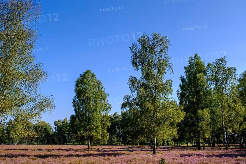 Broom heather blossom, Nemitzer Heide, Wendland-Elbe nature park Park, Lower Saxony, Germany
