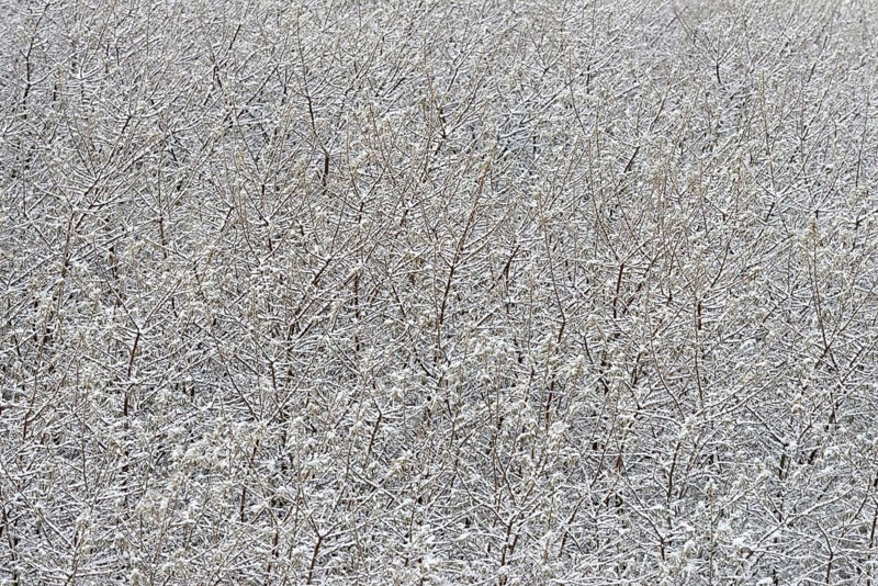 Winter day, onset of winter, snow lies on the bushes in the dune landscape of Norddeich, North Sea, Lower Saxony, Germany