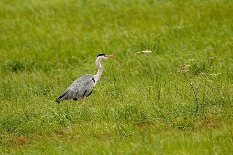 Grey heron (Ardea cinerea), Vulkaneifel, Rhineland-Palatinate, Germany