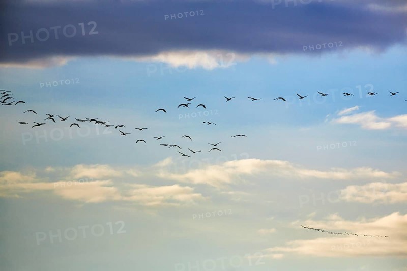Cranes flying, grey crane (Grus grus), bird migration, evening sky, Rehdener Geestmoor, Diepholzer Moorniederung, Dümmer nature park Park, Diepholz, Lower Saxony, Germany