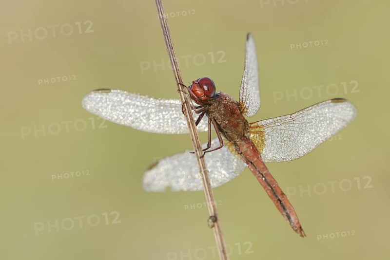 Scarlet Dragonfly (Crocothemis erythraea), male with dewdrops, North Rhine-Westphalia, Germany