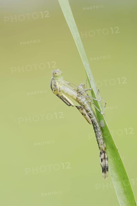 Willow Emerald Damselfly (Chalcolestes viridis) hatching, hatching, larva, dragonfly larva, North Rhine-Westphalia, Germany