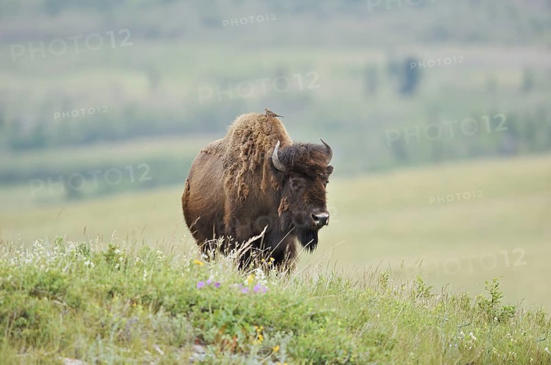 American Bison (Bos bison), female, Alberta, Canada