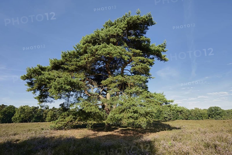 Scots pine or Scots pine (Pinus sylvestris) in heathland, Westruper Heide, North Rhine-Westphalia, Germany