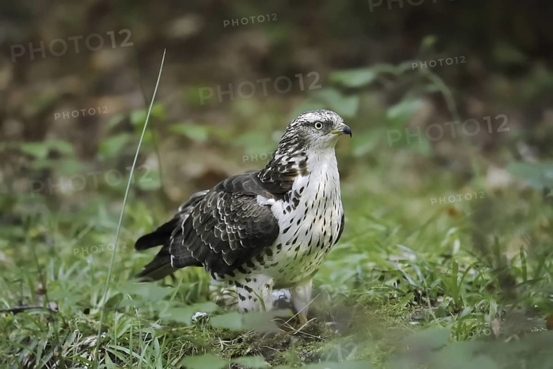 Honey buzzard (Pernis apivorus), North Rhine-Westphalia, Germany