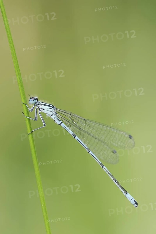 Horseshoe Damselfly (Coenagrion puella), male, North Rhine-Westphalia, Germany