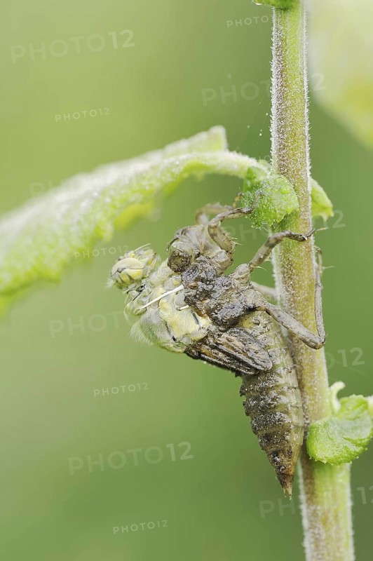 Black-tailed Skimmer (Orthetrum cancellatum), hatch, larva, dragonfly larva, North Rhine-Westphalia, Germany