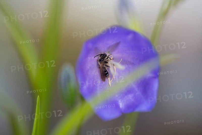 Toothed shining bee (Dufourea dentiventris), small wild bee sleeping in Peach-leaved bellflower (Campanula persicifolia), Liederbach, Dillendorf, Rhineland-Palatinate, Germany