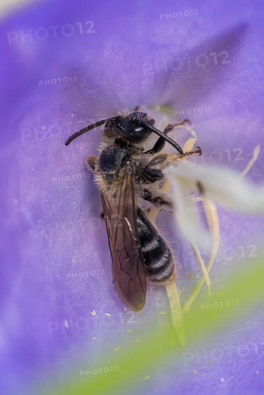Toothed shining bee (Dufourea dentiventris), small wild bee sleeping in Peach-leaved bellflower (Campanula persicifolia), Liederbach, Dillendorf, Rhineland-Palatinate, Germany