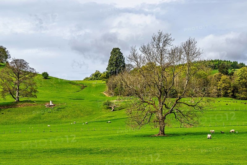 Farms, Ullswater Lake, Lake District National Park, Cumbria, England, United Kingdom