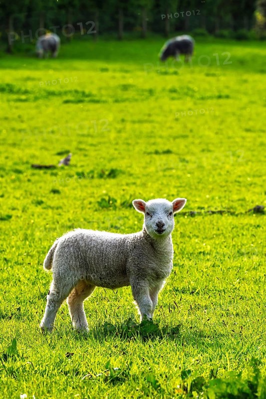 Sheep and farm in Lake District National Park, Coniston Water, Cumbria, England, United Kingdom