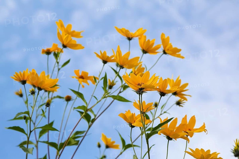 Jerusalem artichoke (Helianthus tuberosus), yellow blossom, flowers, plants, Oberuhldingen district, Uhldingen-Mühlhofen municipality, Lake Constance district, Baden-Württemberg, Germany
