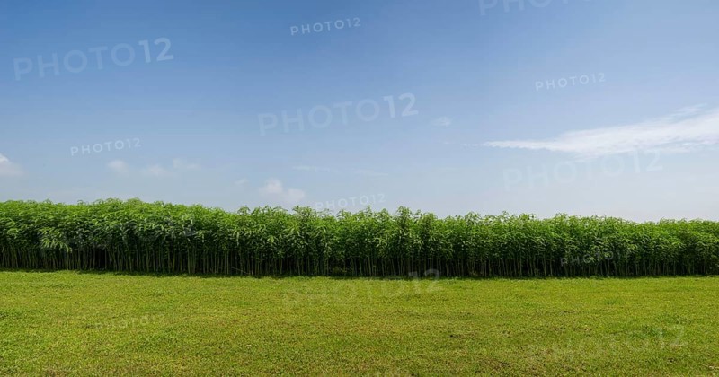 A peaceful landscape with grassy fields lined with dense jute trees under the open sky