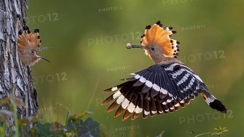 Hoopoe (Upupa epops) Bird of the Year 2022, male with food, prey, foraging, food for the young birds, erected bonnet, sunrise, interaction, breeding cave, nest, young bird begging for food, flying, on approach, wings, climate change, Middle Elbe Biosphere Reserve, Saxony-Anhalt, Germany