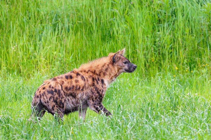 An adult female spotted hyena (Crocuta crocuta) stands in a green meadow. Southern part of Africa