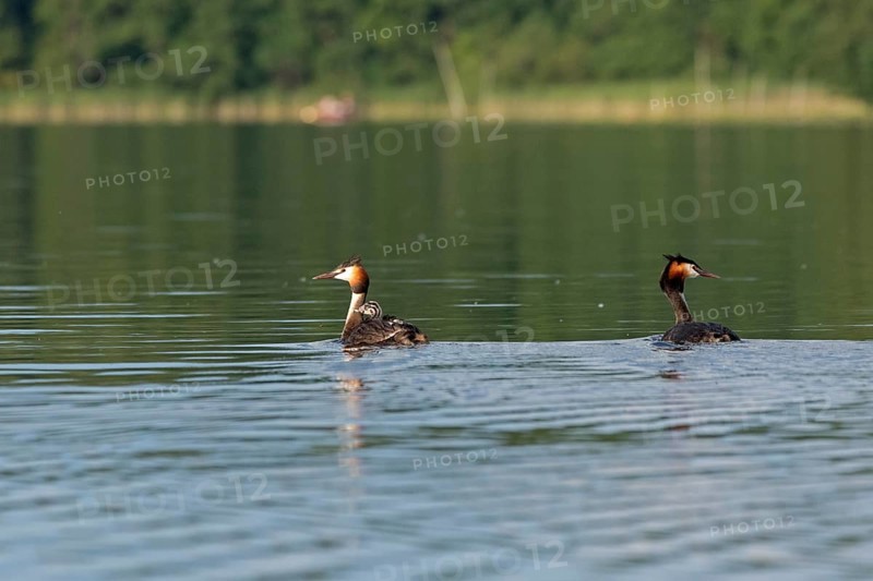 Great Crested Grebe (Podiceps ribbonfish) with juvenile, Leppinsee, Rechlin, Mecklenburg Lake District, Mecklenburg-Western Pomerania, Germany