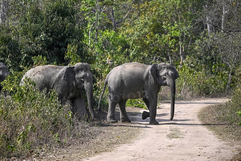 Indian elephants (Elephas maximus indicus), Corbett National Park, near Ramnagar, Uttarakhand State, India