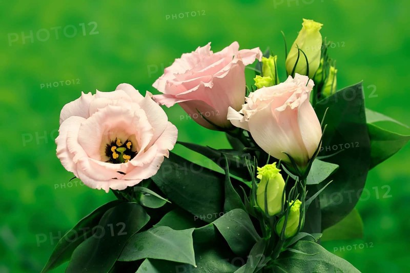 Prairie gentian, Lisianthius, Eustoma, flowering, Germany