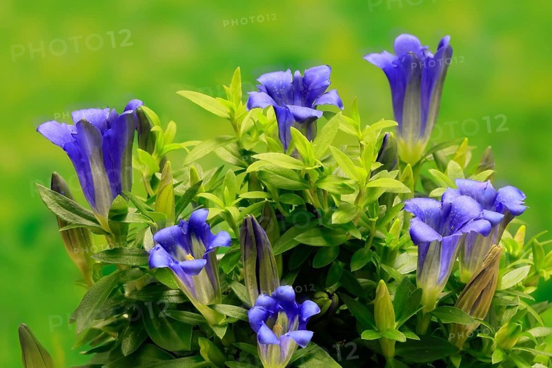 Koch's gentian (Gentiana acaulis), flowering, Germany