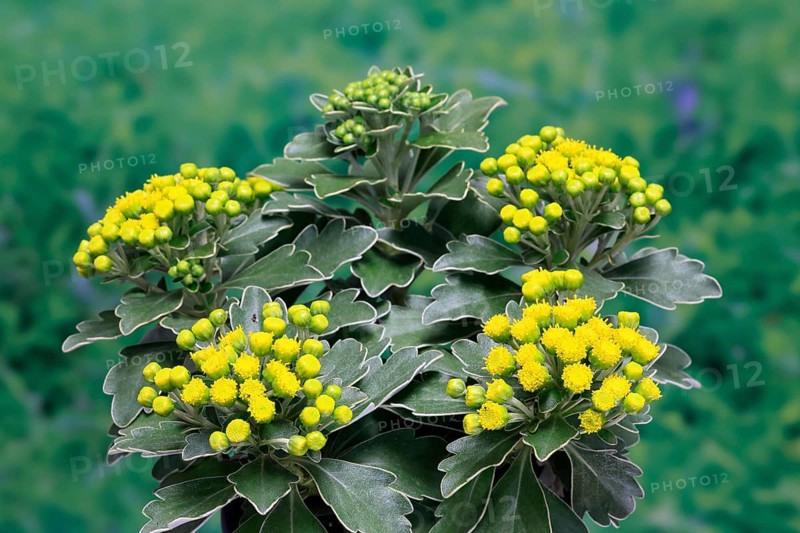 Gold-and-silver chrysanthemum (Chrysanthemum pacificum), flowering, Germany