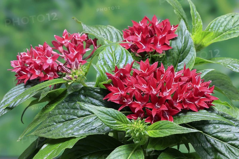 Pentas lanceolata, flowering, Germany