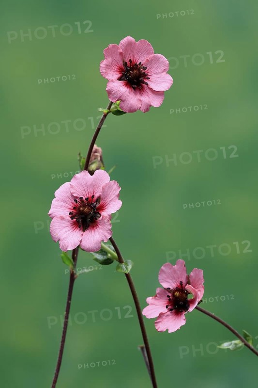 Dark crimson cinquefoil (Potentilla atrosanguinea), flowering, Germany