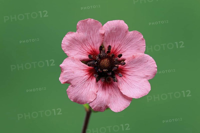 Dark crimson cinquefoil (Potentilla atrosanguinea), flowering, Germany