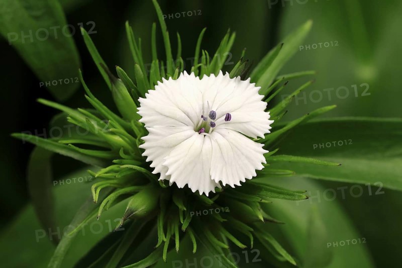 Bearded carnation (Dianthus barbatus), flowering, Germany