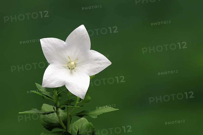 Balloon flower (Platycodon grandiflorus), flowering, Germany