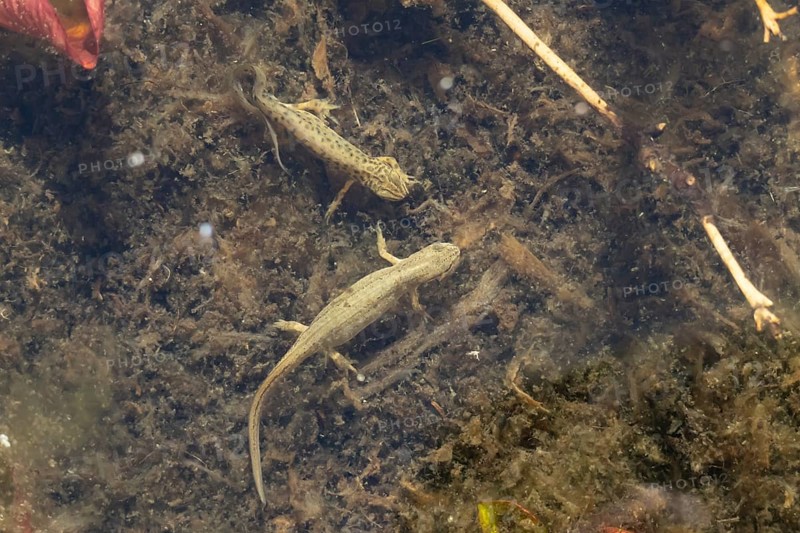 Smooth or Common newt (Lissotriton vulgaris) adult male and female amphibians in a pond, England, United Kingdom