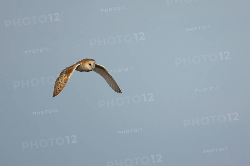 Barn owl (Tyto alba) adult bird flying, England, United Kingdom