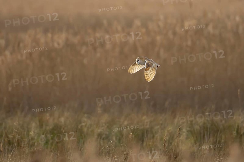 Barn owl (Tyto alba) adult bird in flight hunting over marshland, England, United Kingdom