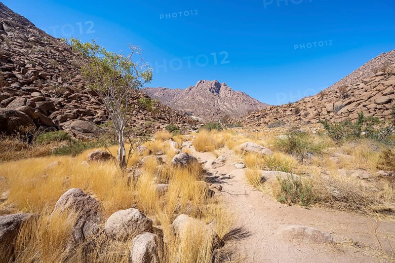 Tsisab Gorge, White Lady Trail, desert landscape with mountains, Brandberg, Erongo, Damaraland, Namibia